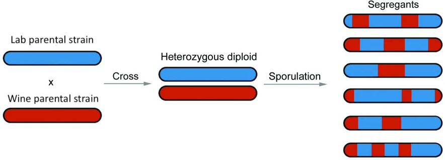 Adapted from Duitama et al., 2014, BMC Genomics